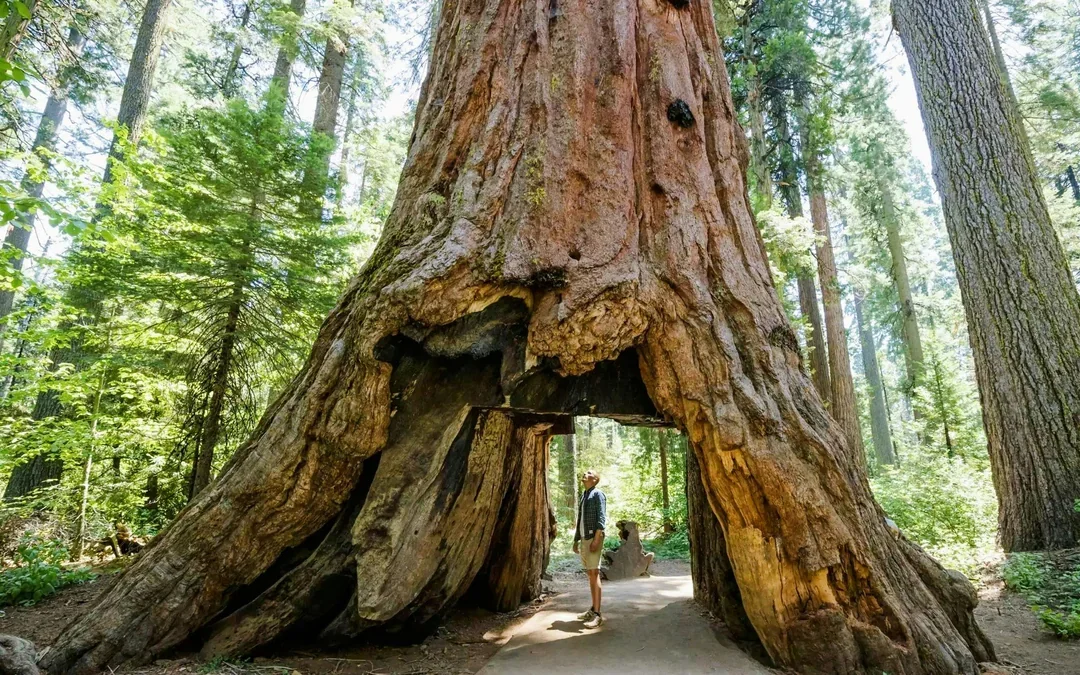 From Yosemite: San Francisco One-Way Tour with Giant Sequoias Hike Image 2