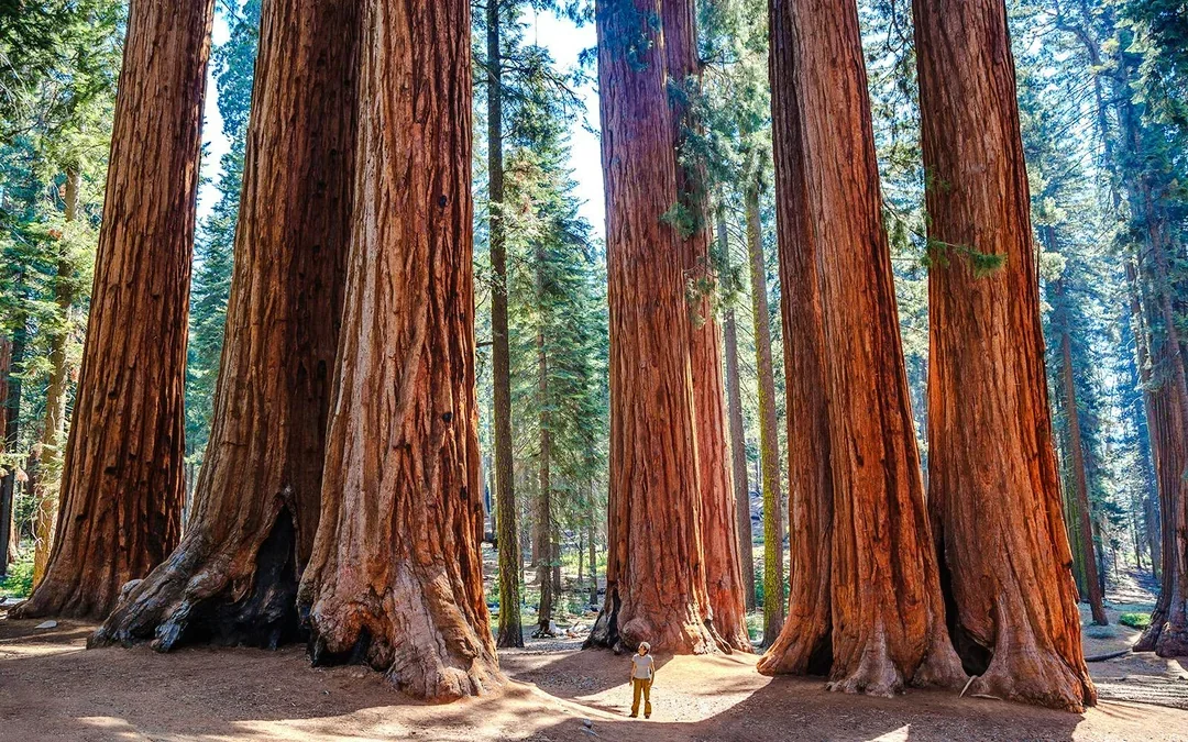 From Yosemite: San Francisco One-Way Tour with Giant Sequoias Hike Image 5