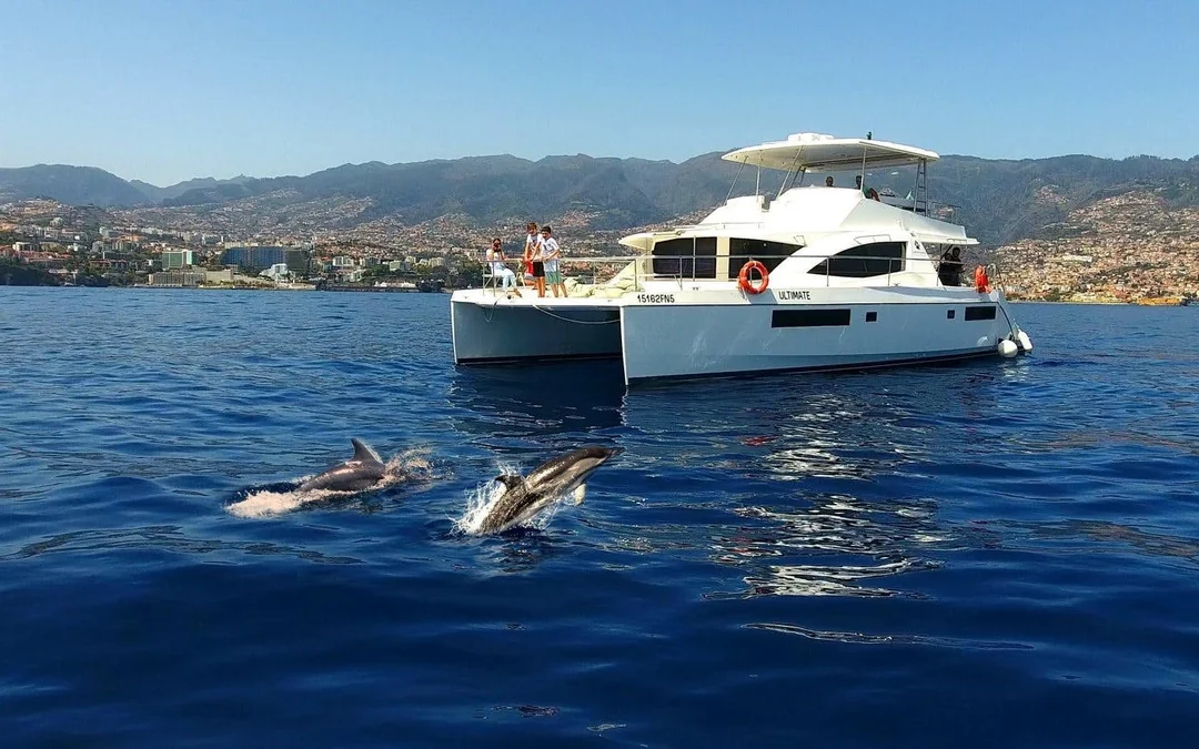 Funchal Small-Group Luxury Catamaran Dolphin & Whale Watching Image 1