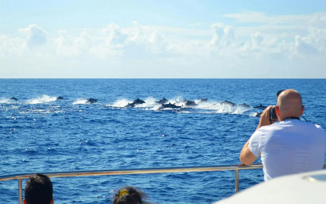 Funchal Small-Group Luxury Catamaran Dolphin & Whale Watching Image 2
