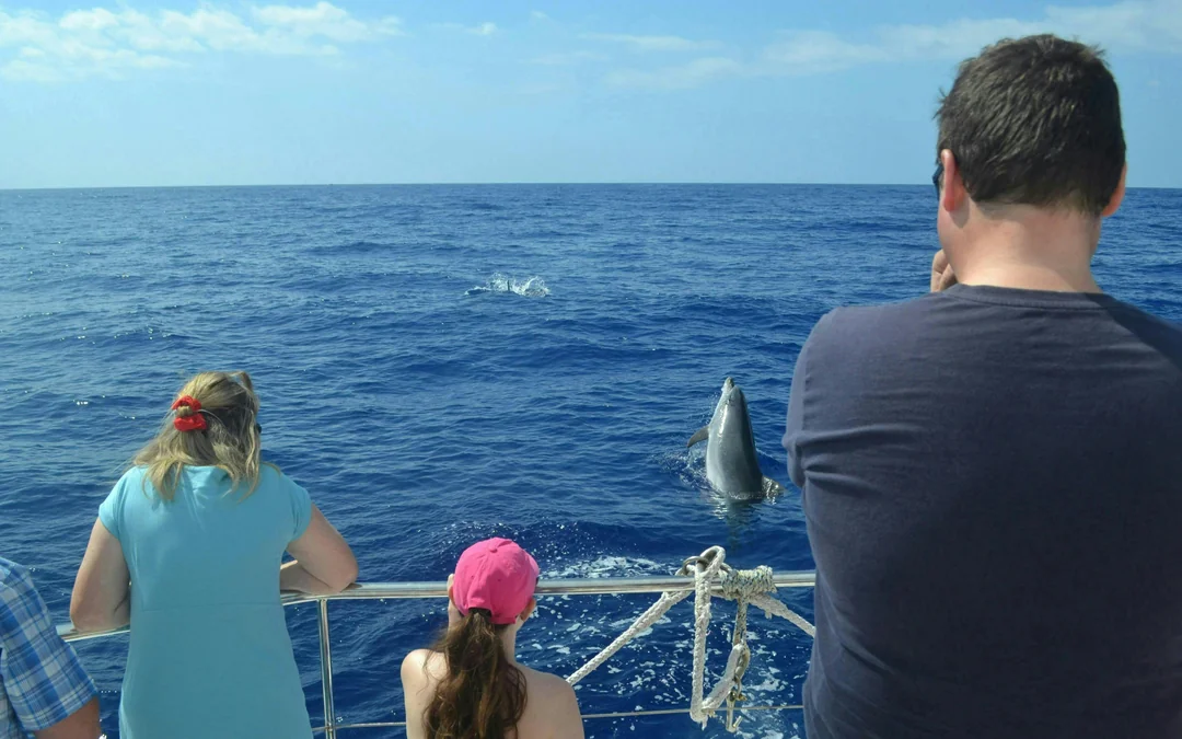 Funchal Small-Group Luxury Catamaran Dolphin & Whale Watching Image 3