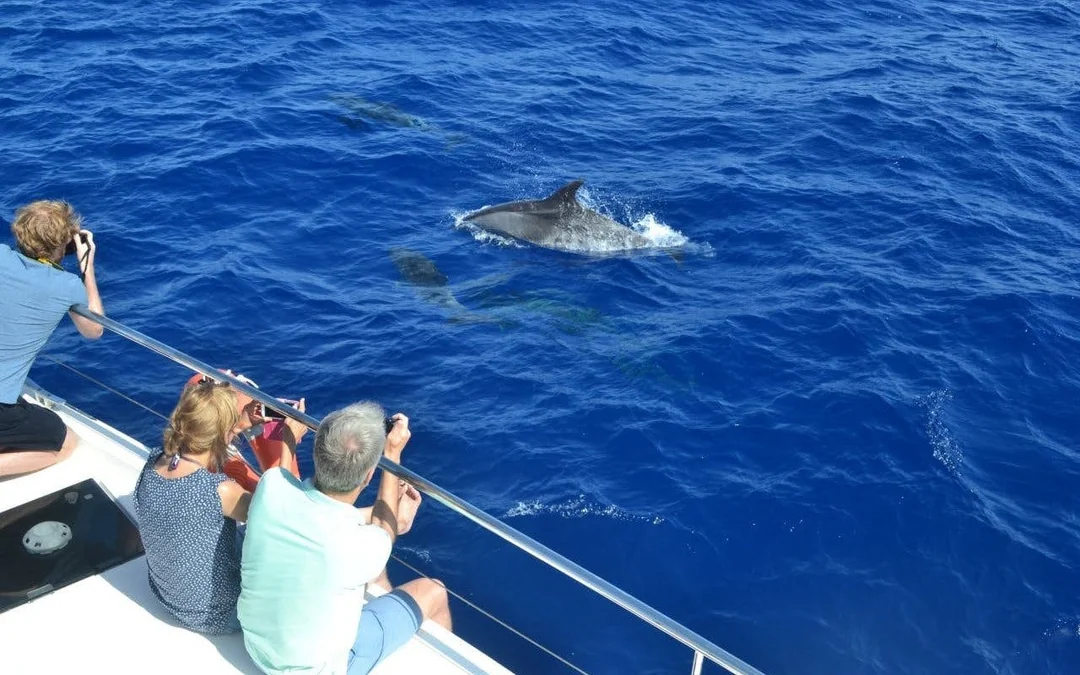 Funchal Small-Group Luxury Catamaran Dolphin & Whale Watching Image 4