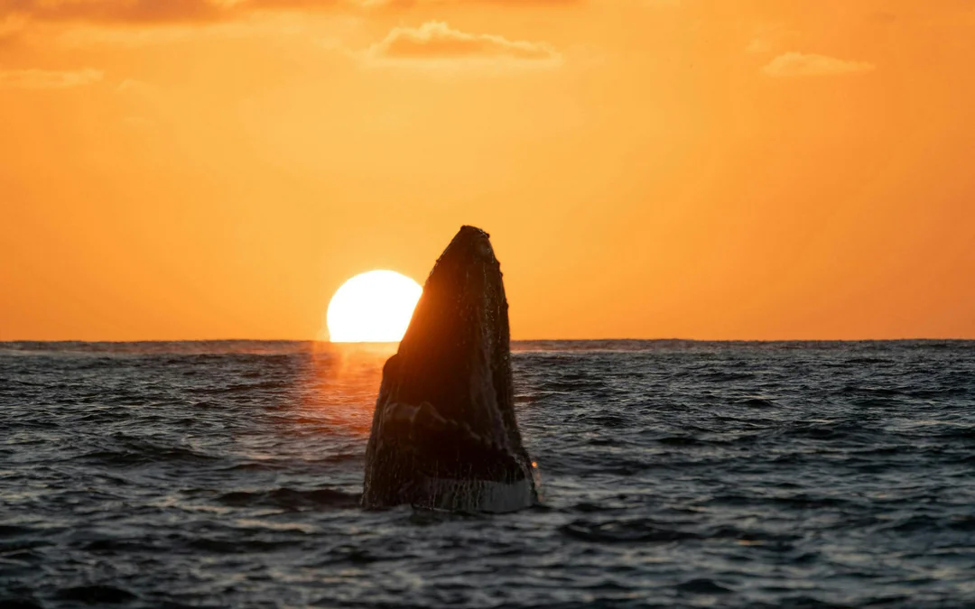 Funchal Sunset Sailing Dolphin & Whale Watching Image 3