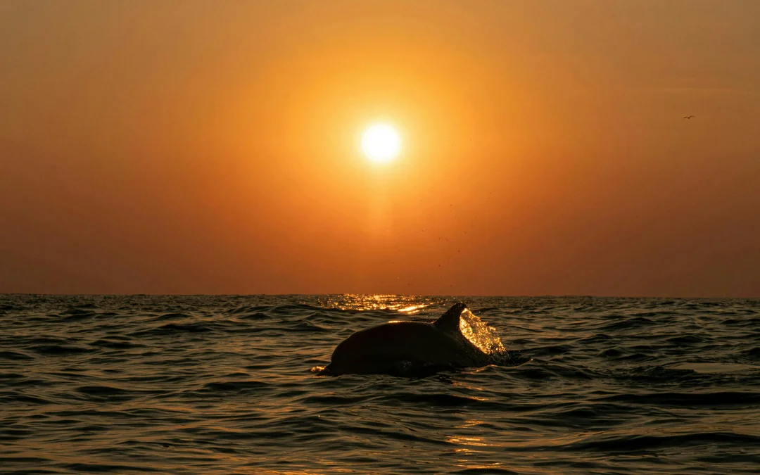 Funchal Sunset Sailing Dolphin & Whale Watching Image 4