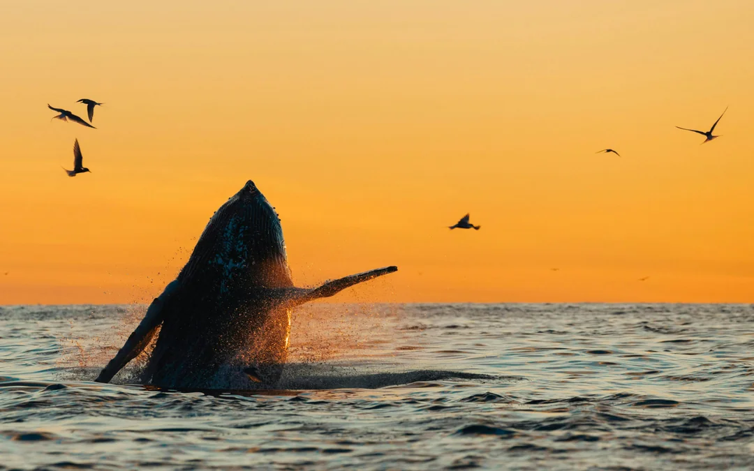 Funchal Sunset Sailing Dolphin & Whale Watching Image 5