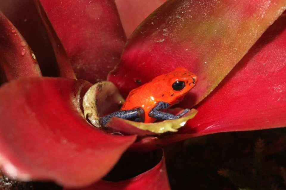 Get as much as JP¥200 off ! | KawaZoo Frog House Admission Ticket / Mutual Admission Ticket | Shizuoka, Japan