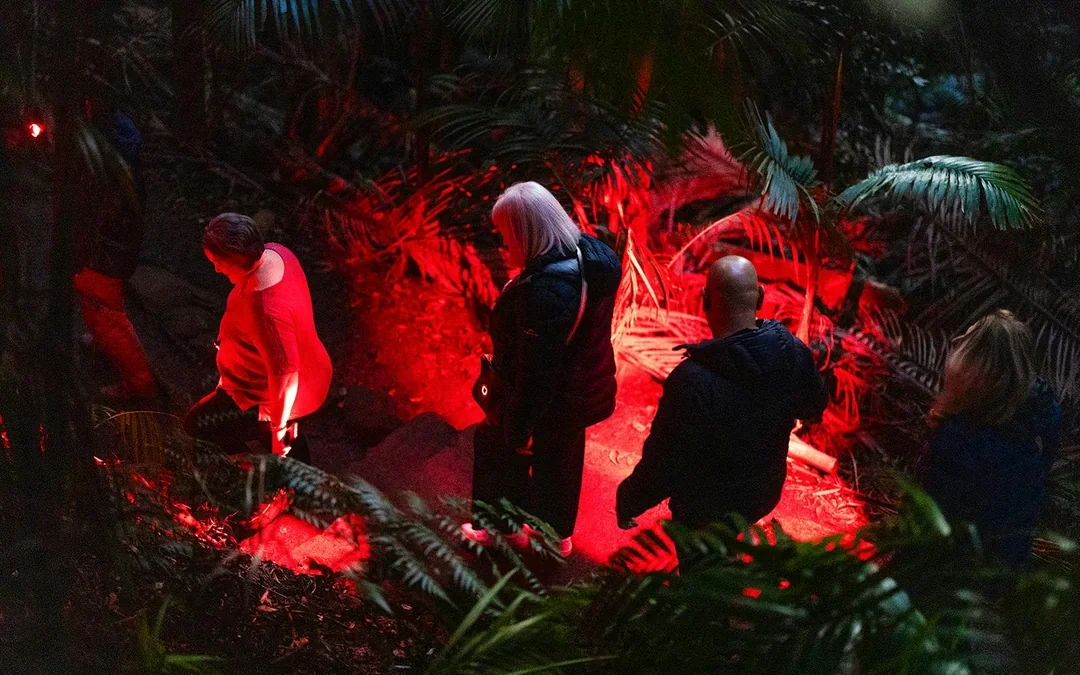 Gold Coast: Mt Tamborine Rainforest Night Walk with Glow Worms & Waterfall Image 3
