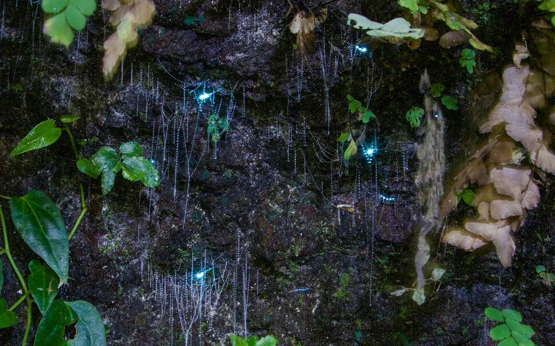 Gold Coast: Mt Tamborine Rainforest Night Walk with Glow Worms & Waterfall Image 5