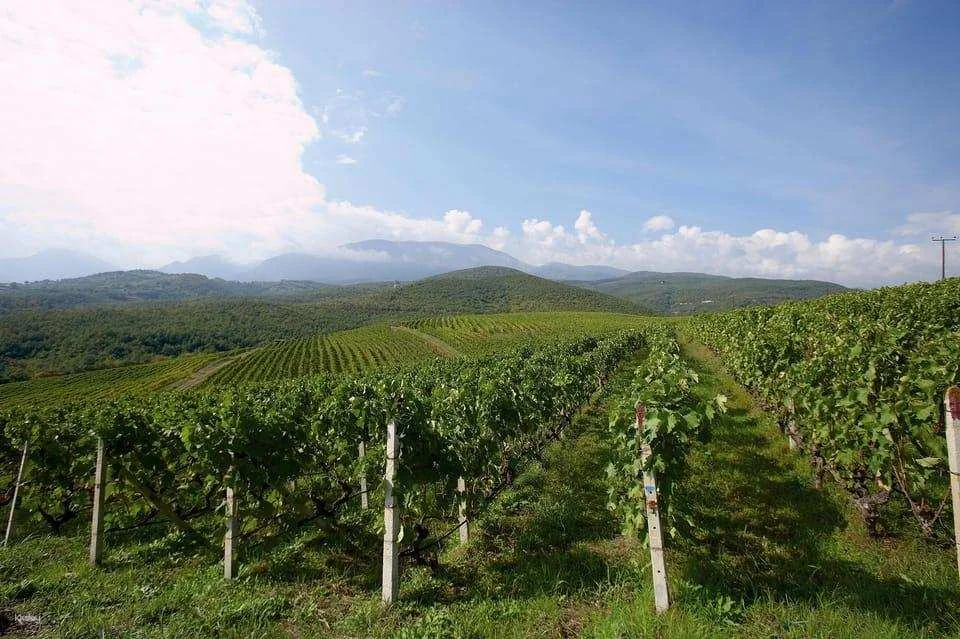 Greece Thessaloniki Winetasting Tour