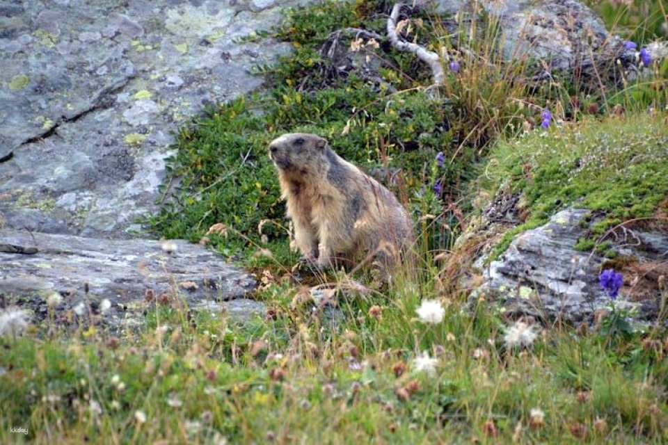 Grossglockner Scenic Tour