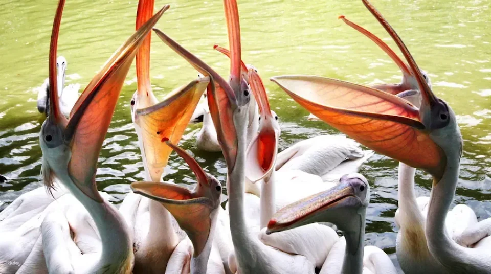 Guangzhou Chimelong Bird Park Tickets | Exclusive Offer: Free AIRSIM Global Data Card