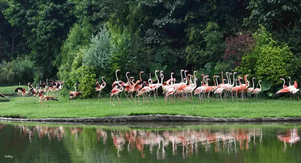 Guangzhou Chimelong Bird Park Tickets | Exclusive Offer: Free AIRSIM Global Data Card