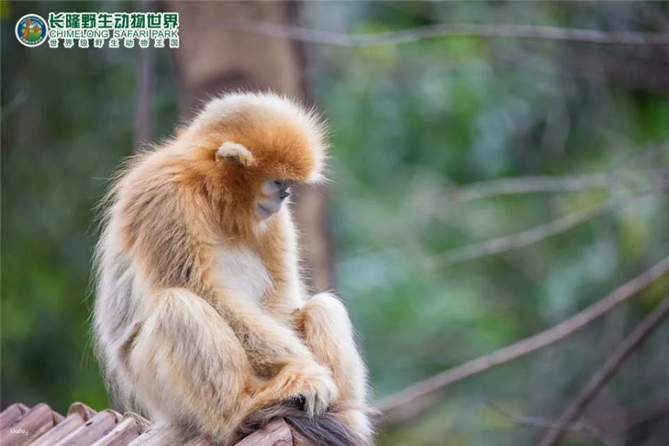 Guangzhou Chimelong Safari Park Ticket | Exclusive Offer with FREE AIRSIM Global Data SIM Card