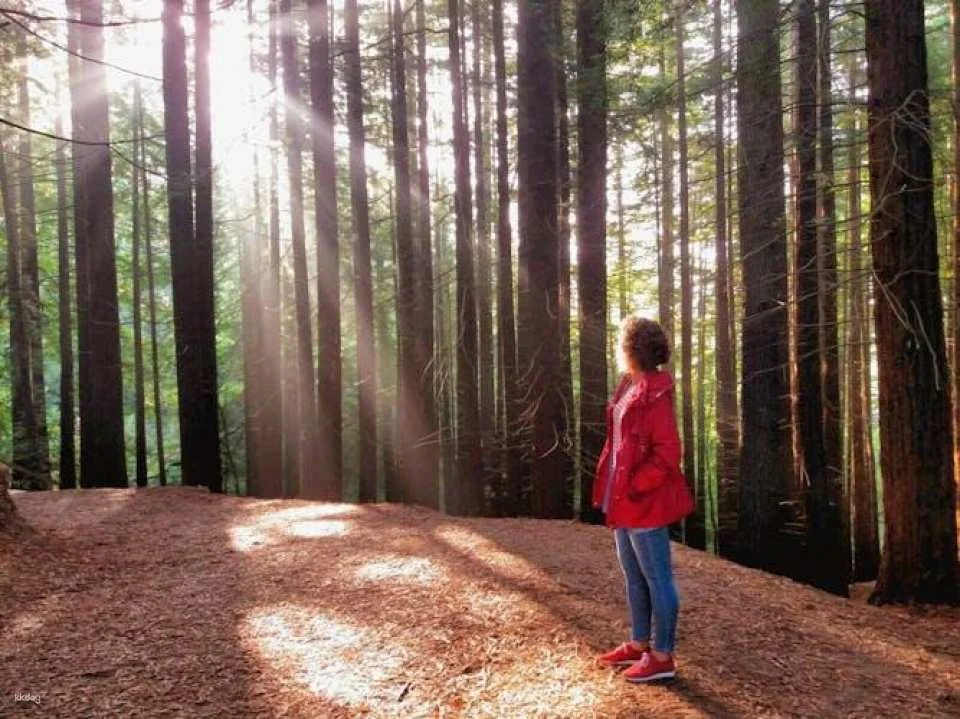 Half-Day San Vicente de la Barquera and Sequoia Forest Guided Tour
