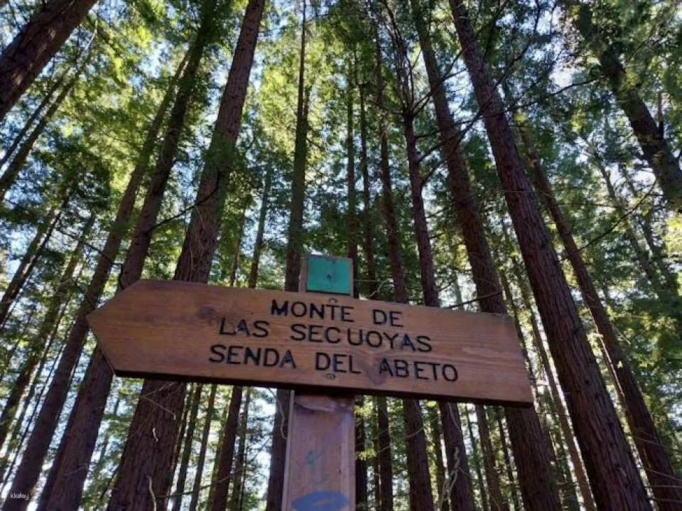 Half-Day San Vicente de la Barquera and Sequoia Forest Guided Tour