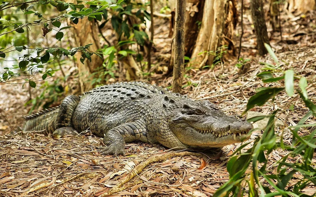 Half-Day Tour of Hartley’s Crocodile Adventures Image 1