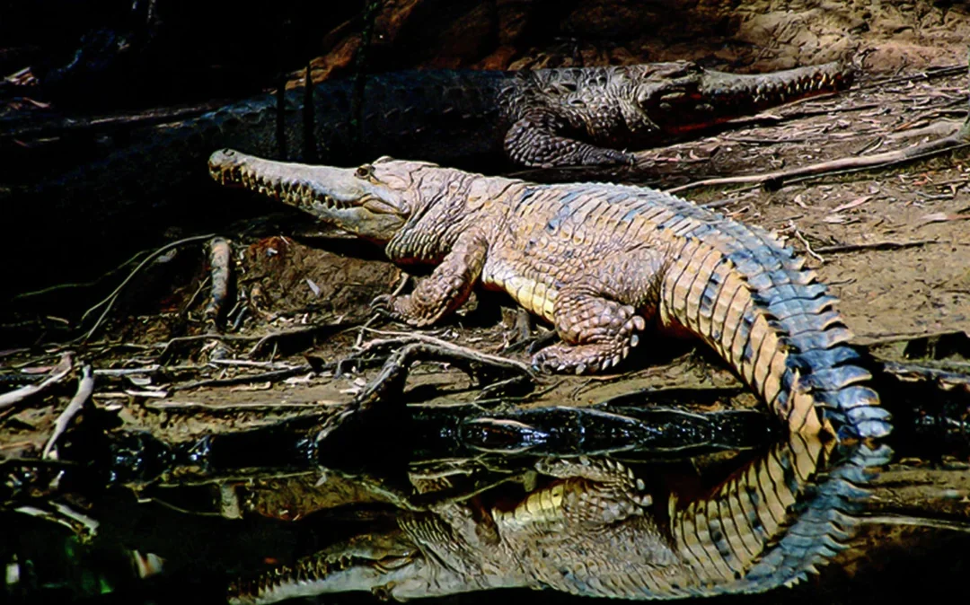 Half-Day Tour of Hartley’s Crocodile Adventures Image 2