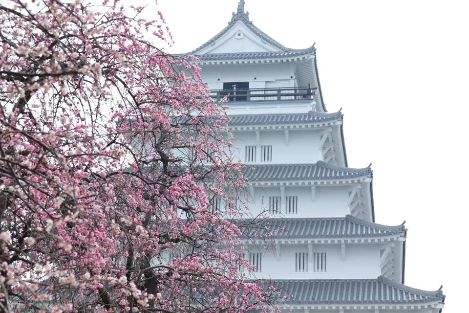 Have Fun in Kyushu 1 Week Free Pass