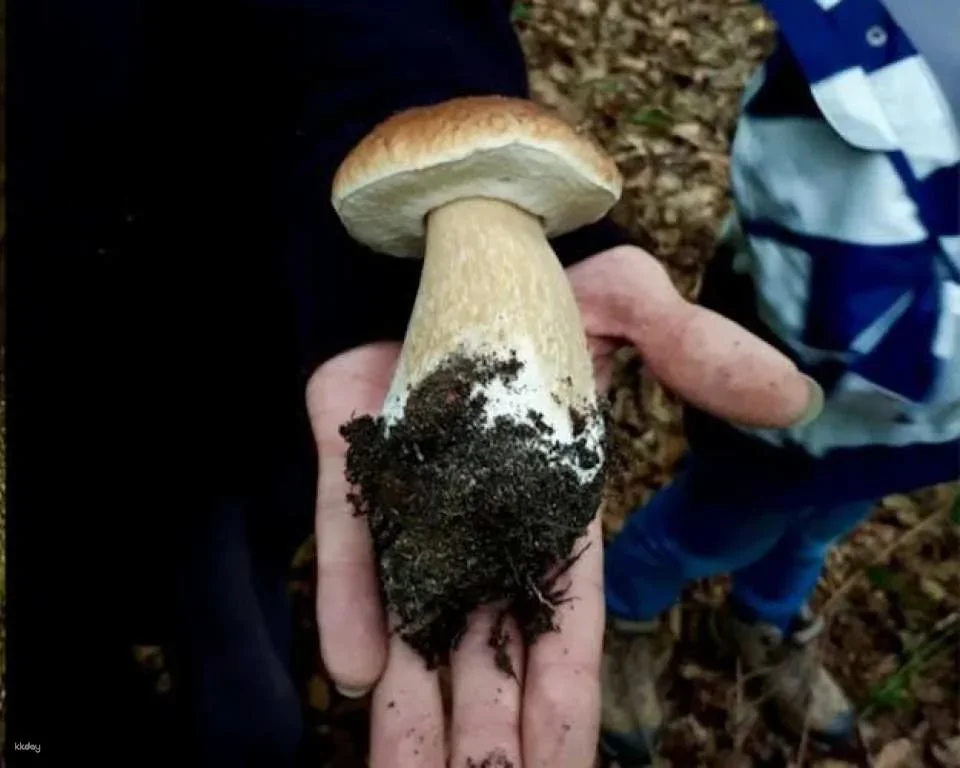 Heidelberg mushroom foraging guided hike