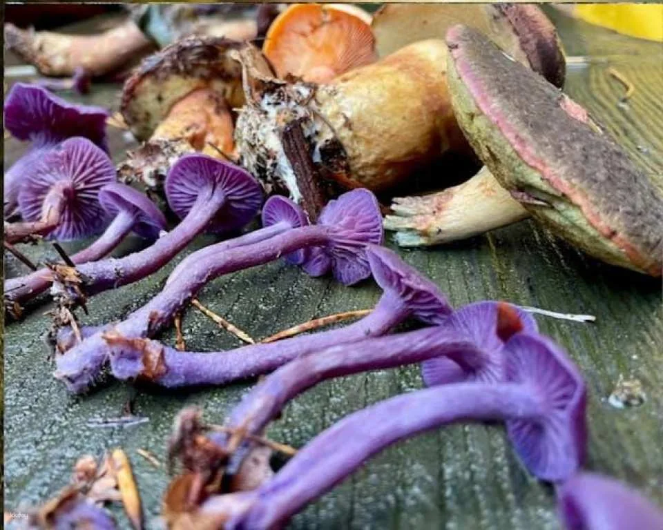 Heidelberg mushroom foraging guided hike