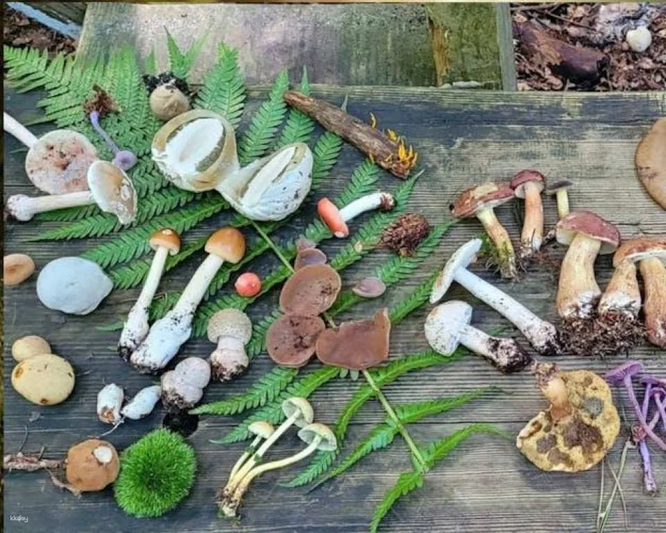 Heidelberg mushroom foraging guided hike