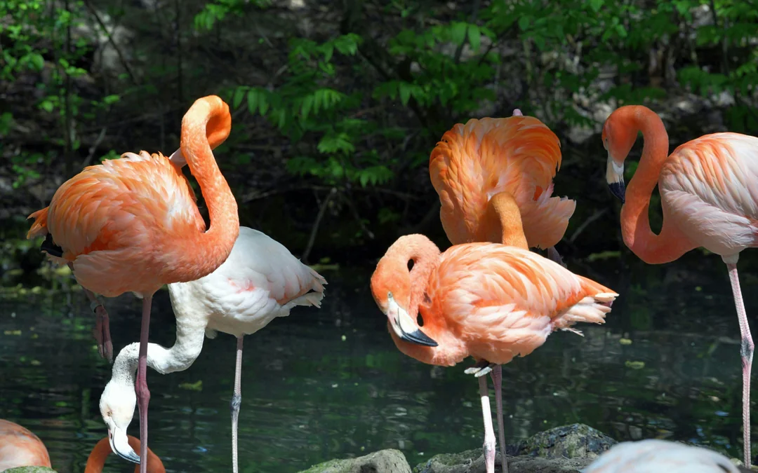 Hellabrunn Zoo Entry Tickets Image 5
