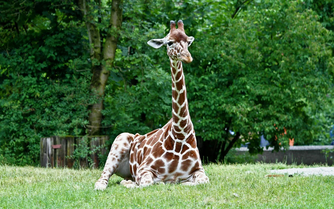 Hellabrunn Zoo Entry Tickets Image 10