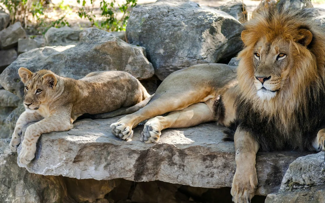 Hellabrunn Zoo Munich Skip-the-Line Tickets with Private Transfers Image 2