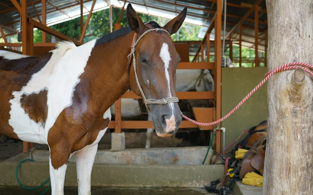 Horseback Riding Tour through the Jungle from Manuel Antonio Image 1