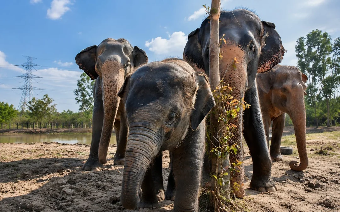 Hua Hin: Wildlife Friends Foundation Thailand Guided Visit with Elephant Observation and Thai Buffet Lunch Image 1