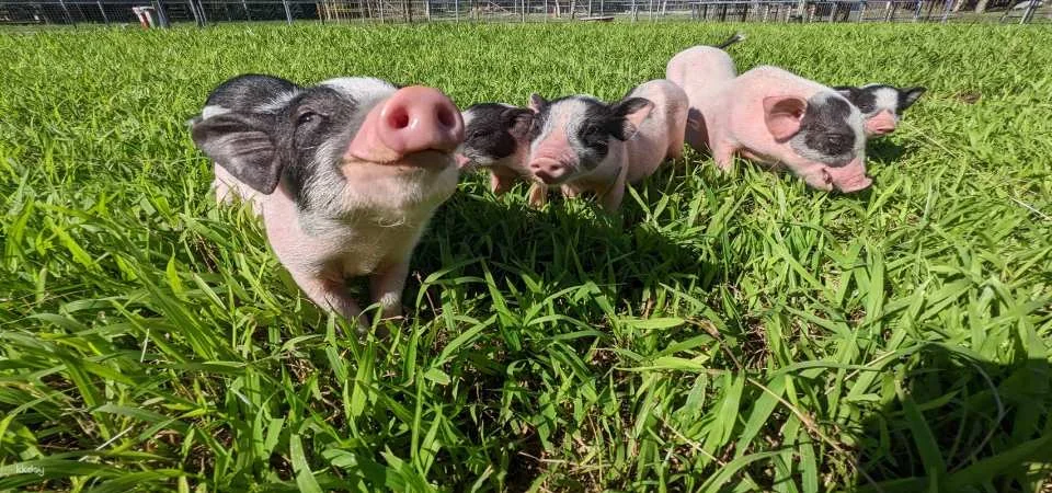 Hualien Shin Kong Chao Feng Leisure Farm Tickets
