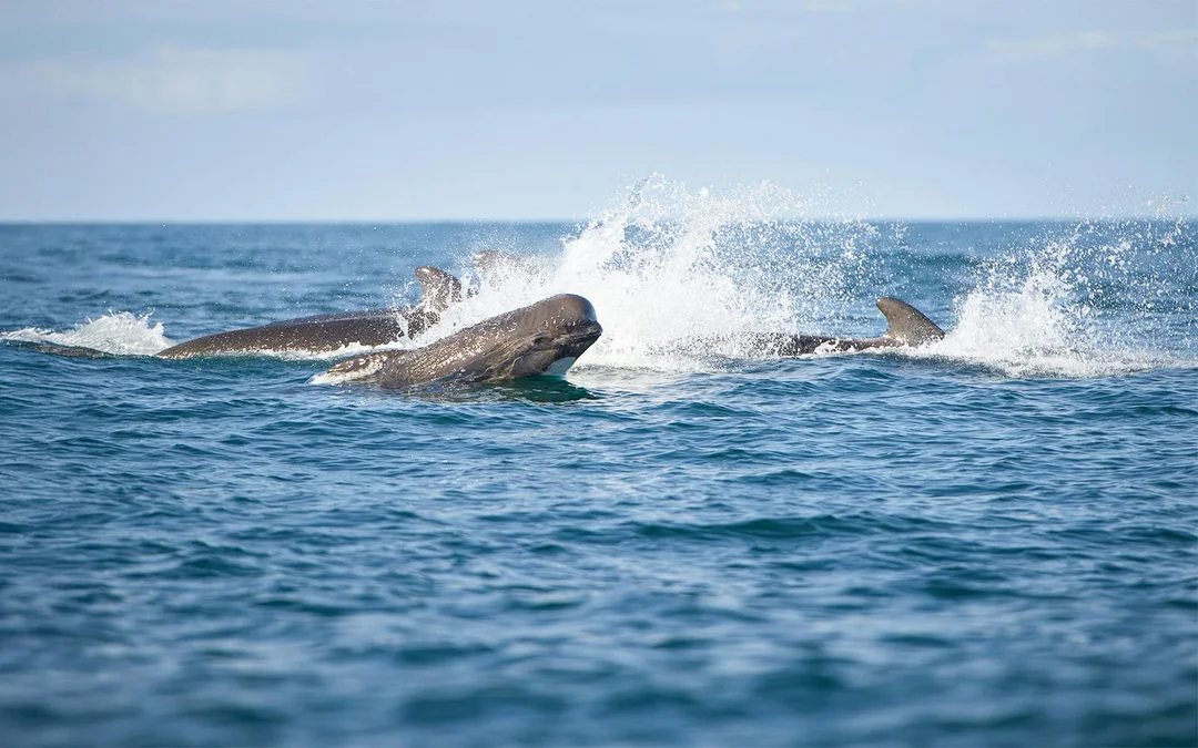 Husavik: Whale Watching Boat Tour Image 4