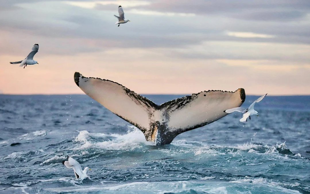 Husavik: Whale Watching Boat Tour Image 9