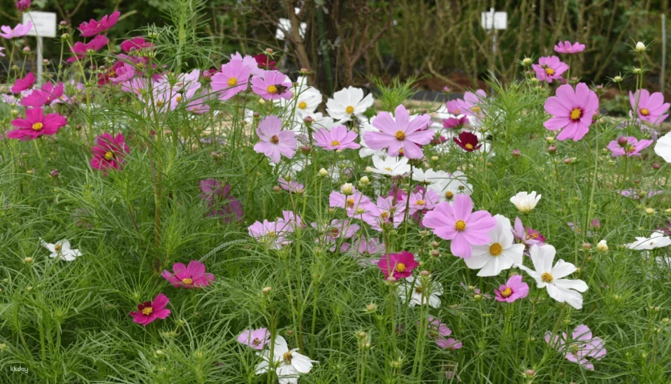 Ibaraki, Japan | Ibaraki Flower Park Tickets