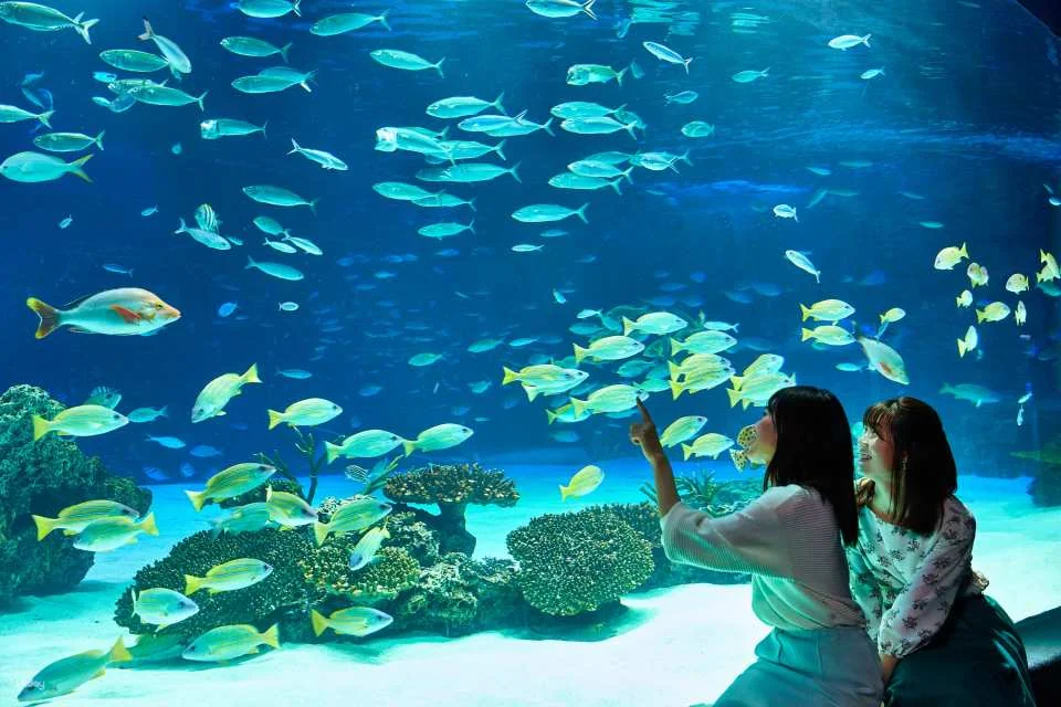 Ikebukuro Sunshine Aquarium Tickets・Sunshine 60 Observatory Park