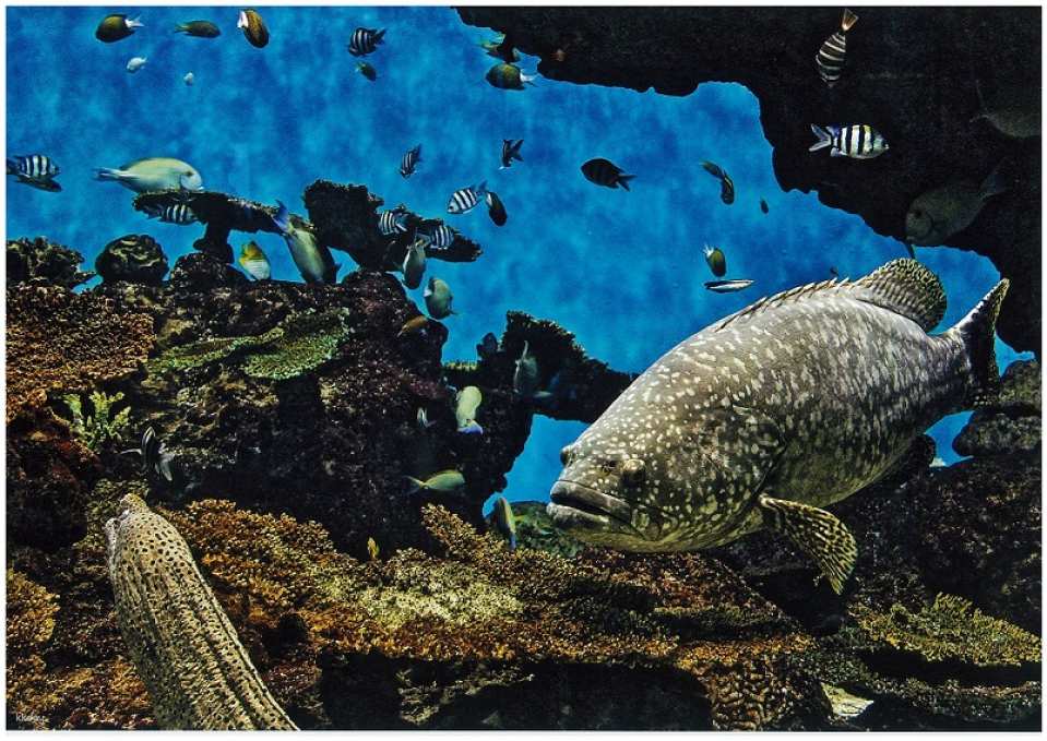 Io World Kagoshima City Aquarium Entrance Ticket | Japan