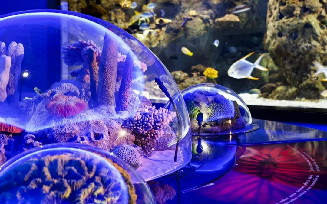 Istanbul Aquarium Skip-the-Line Tickets with Round-Trip Shuttle from Taksim Image 3