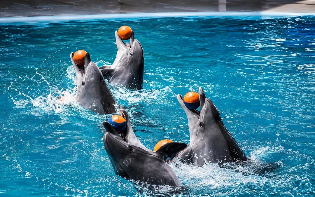 Istanbul Dolphinarium Show and Dolphin Swimming Experience Tickets Image 3