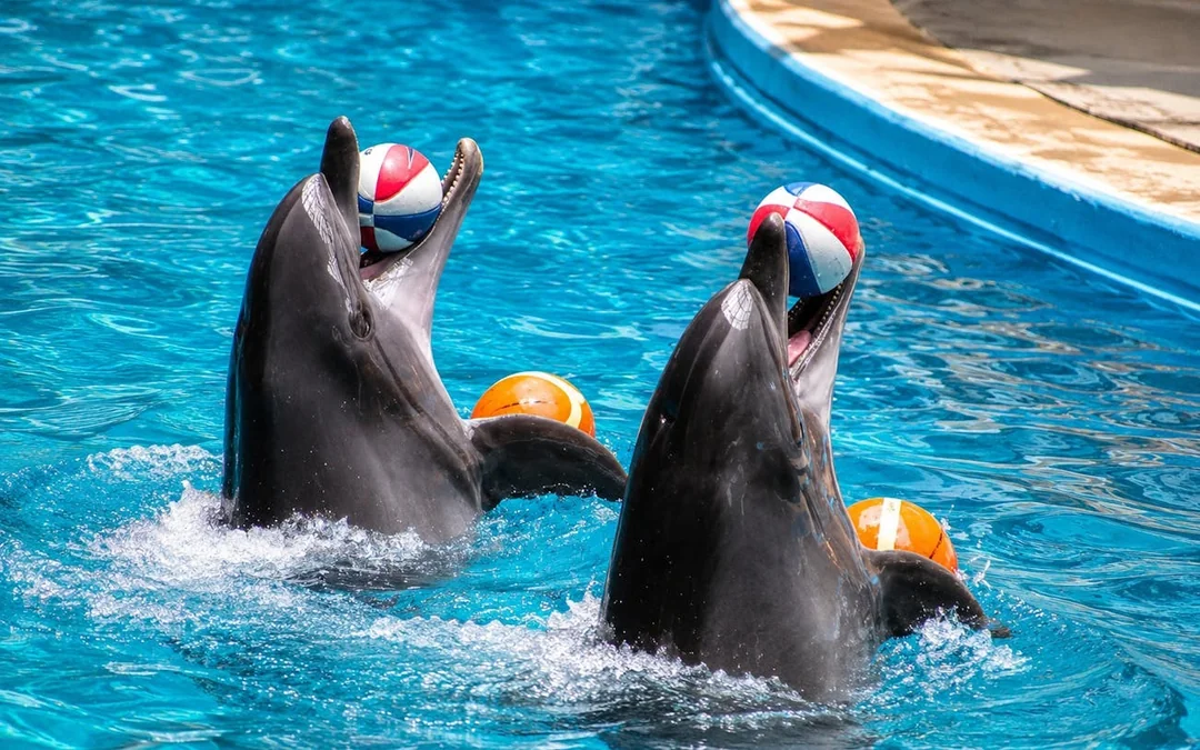 Istanbul Dolphinarium Show and Dolphin Swimming Experience Tickets Image 4