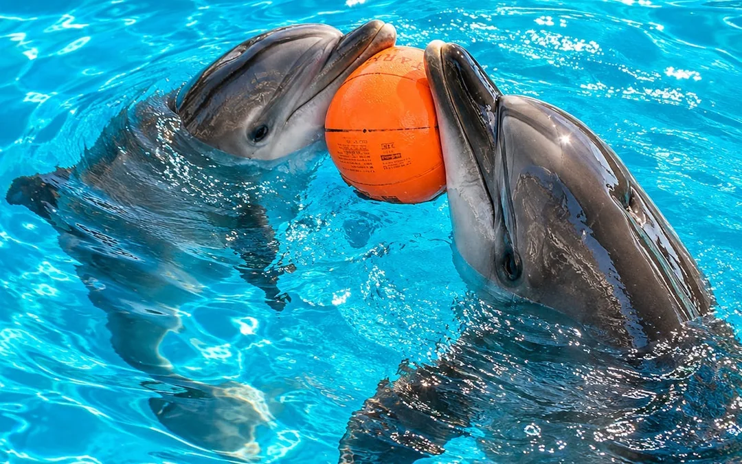 Istanbul Dolphinarium Show and Dolphin Swimming Experience Tickets Image 5