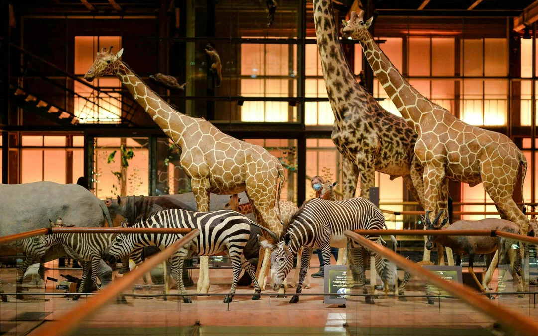Jardin des Plantes: Grande Galerie de l'Évolution Entry Ticket Image 4