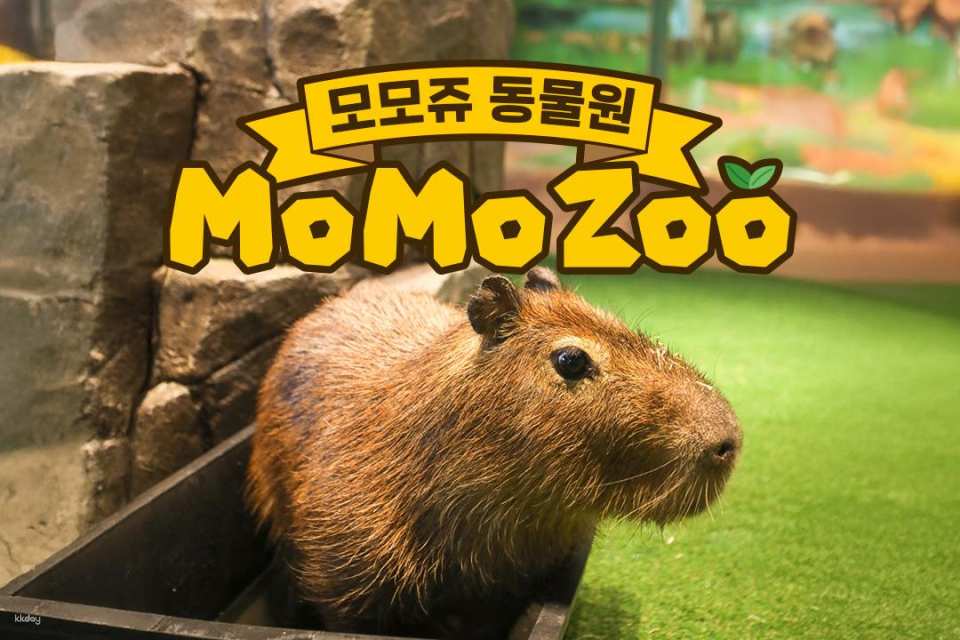 Jeju | Momoju (Jeju Shinhwa World Branch)