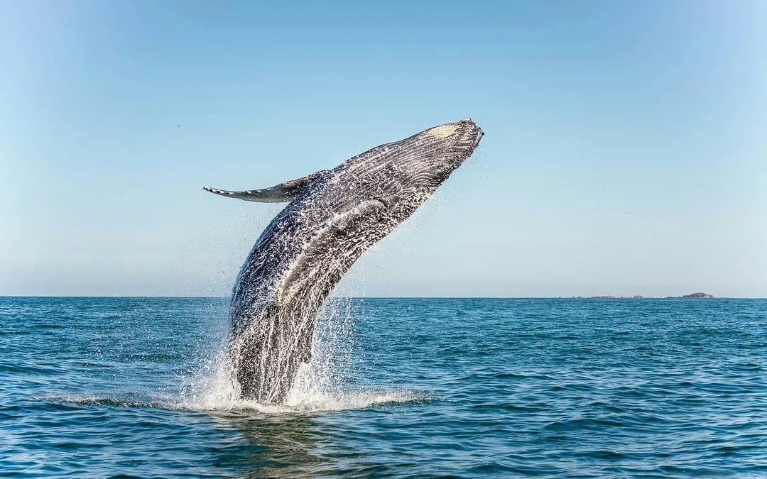 Jervis Bay Wild Whale Watching Cruise Image 1