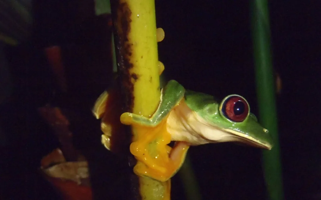 Jungle Night Walk in Manuel Antonio with Naturalist Guide Image 1