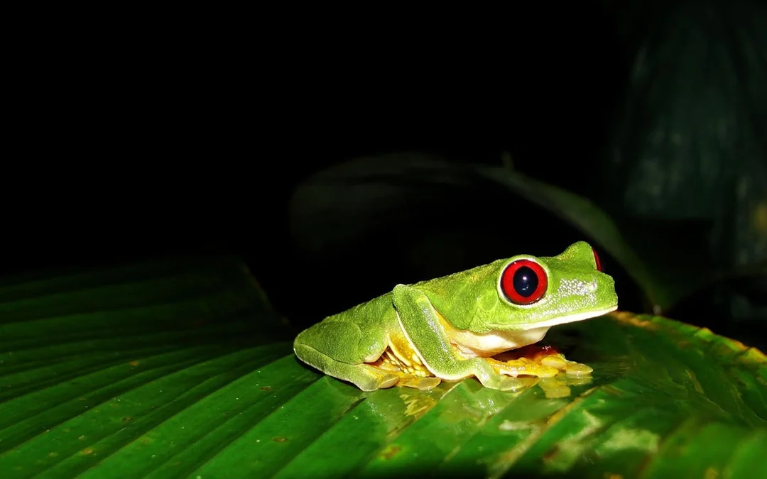 Jungle Night Walk in Manuel Antonio with Naturalist Guide Image 3