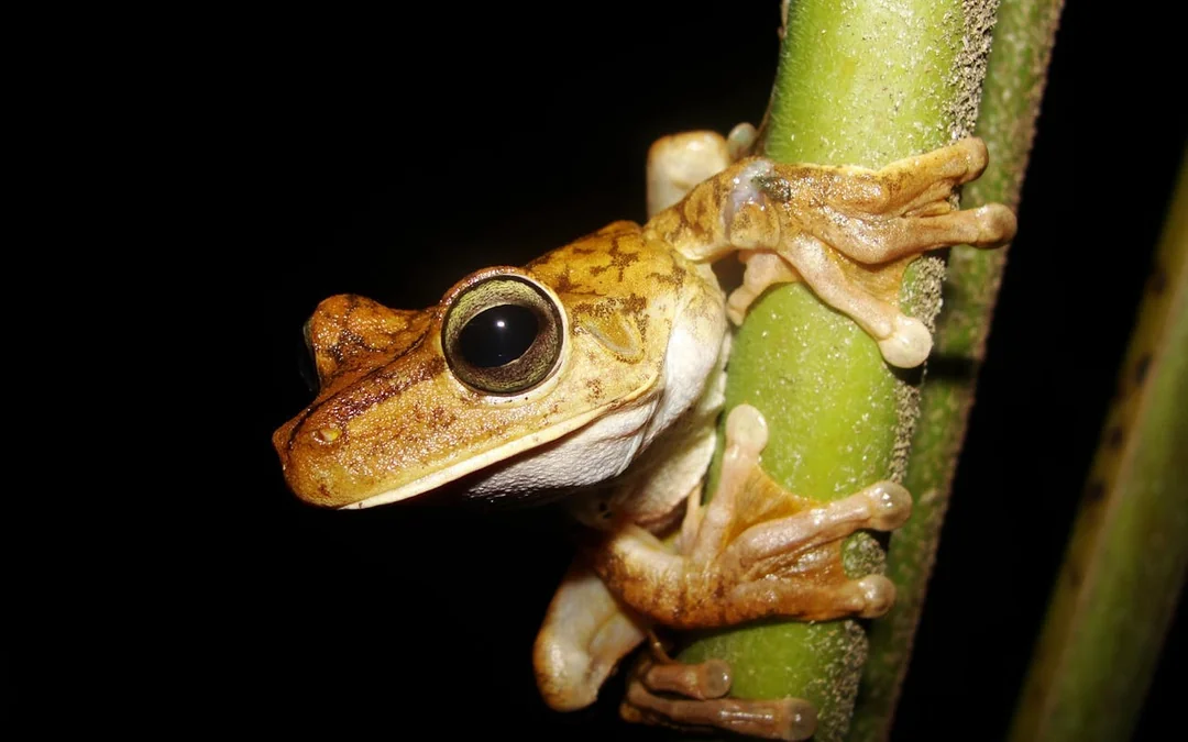 Jungle Night Walk in Manuel Antonio with Naturalist Guide Image 4