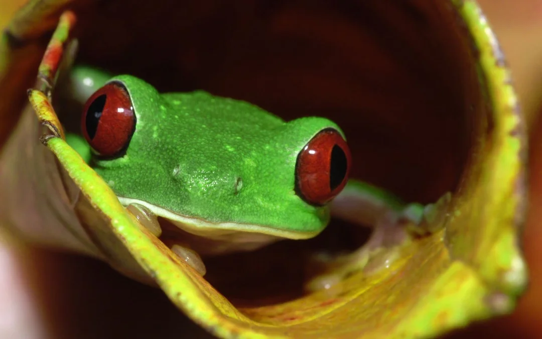 Jungle Night Walk in Manuel Antonio with Naturalist Guide Image 5