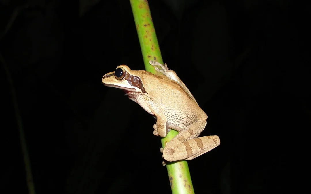 Jungle Night Walk in Manuel Antonio with Naturalist Guide Image 6