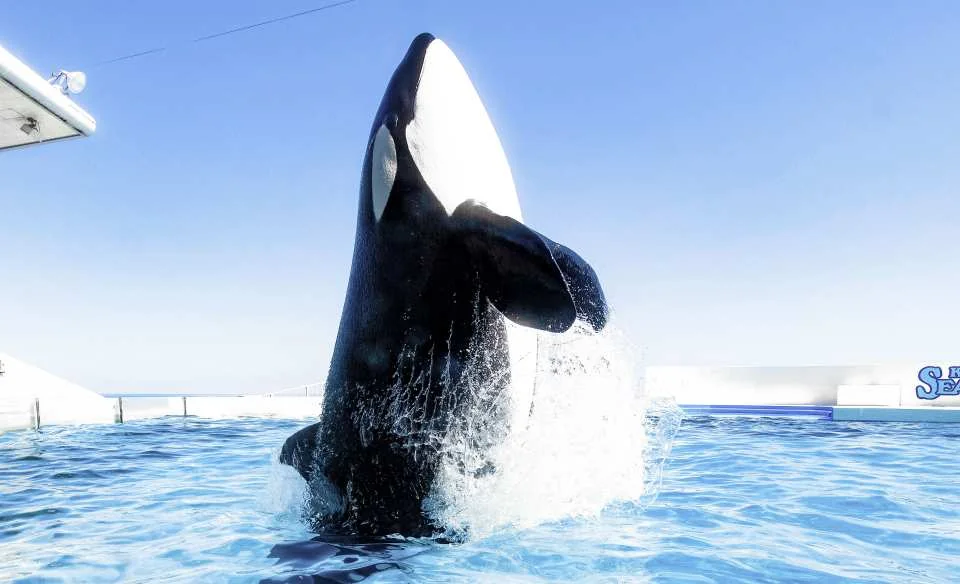 Kamogawa Sea World Admission Ticket (Chiba Prefecture, Aquarium)