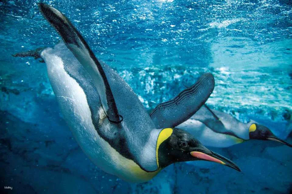 Kamogawa Sea World Admission Ticket (Chiba Prefecture, Aquarium)
